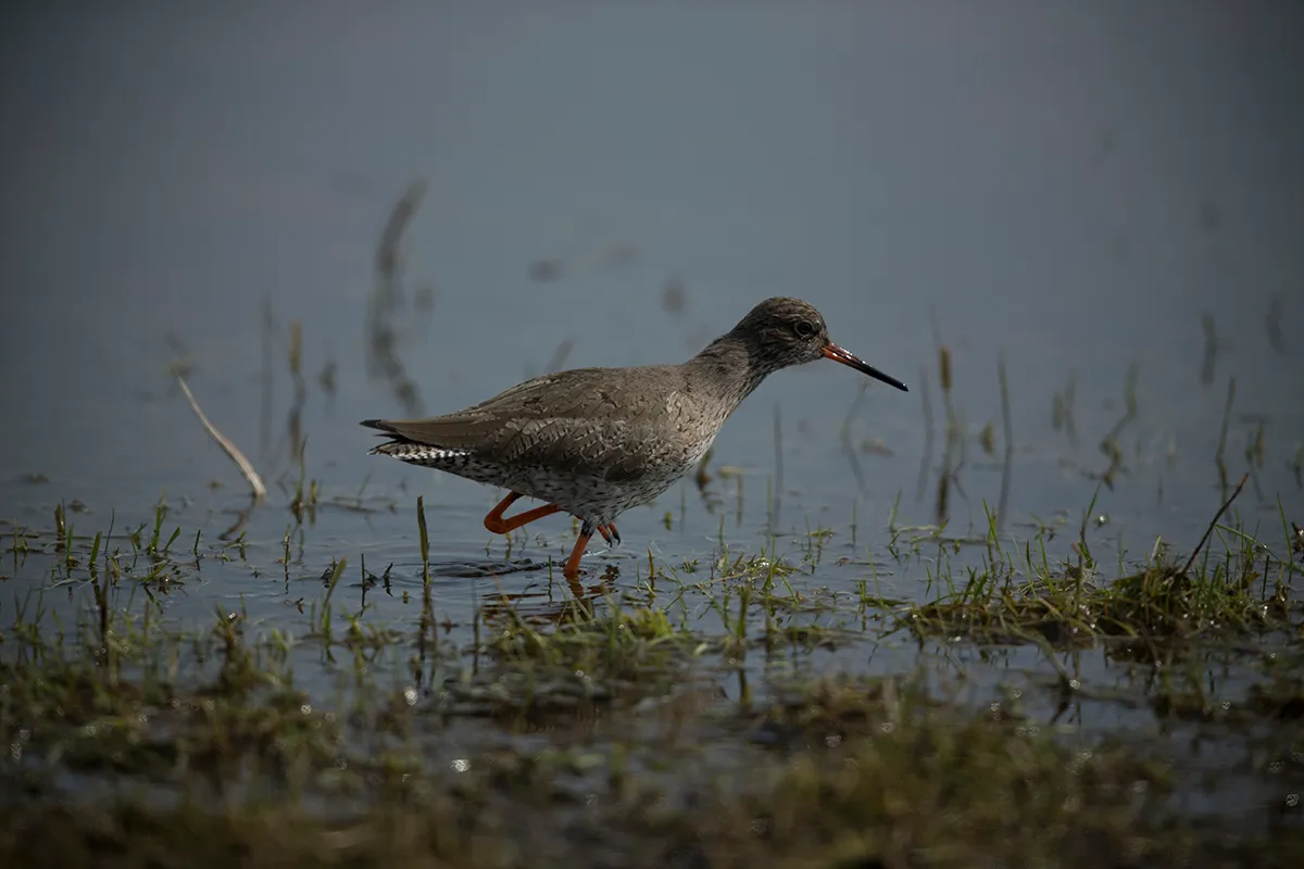 SHEERNESS, ENGLAND - APRIL 07: A Redshank wades through water at Elmley Marshes on April 7, 2013 in Sheerness, England. Many migrant species from continental Europe and North Africa will likely be arriving on UK shores as the prolonged cold climate that has gripped much of Britain recently makes way for milder and more seasonable weather. The RSPB's Elmley Marshes lies on the Isle of Sheppy, and is managed by the Elmley Conservation Trust. The three and a half acre reserve has the highest density of breeding waders in southern England including Avocet and Redshank. The area is also known to be one of the best sites in the UK to view birds of prey which include Peregrine Falcon, Marsh and Hen Harriers, Rough Legged Buzzards and Short Eared Owl. (Photo by Dan Kitwood/Getty Images)
