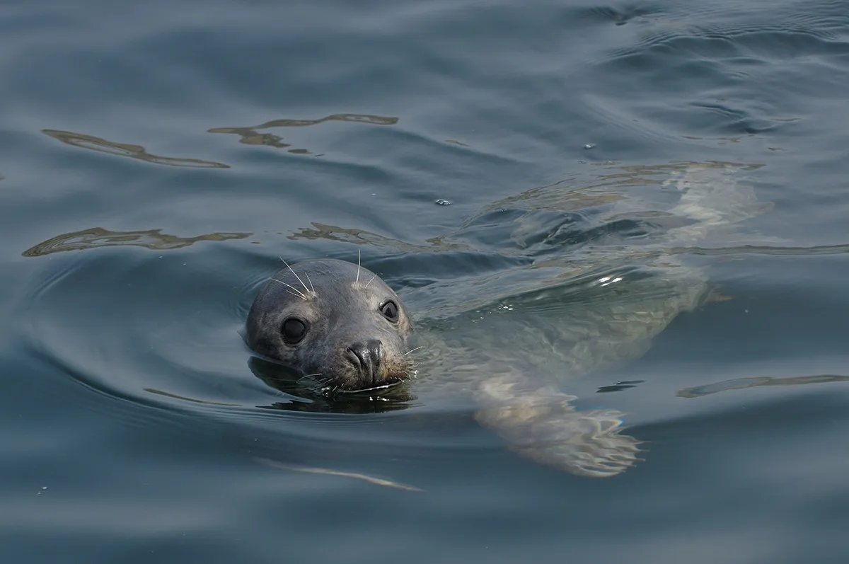 Grey Seal in the sea