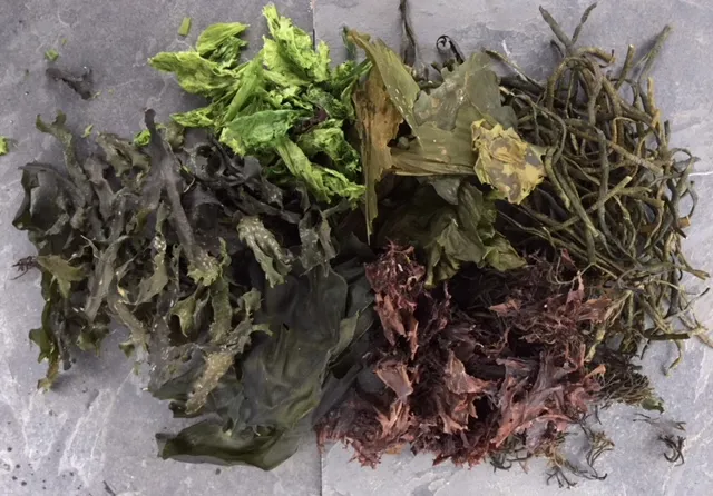 Numerous species of seaweed grow on the Scottish coast