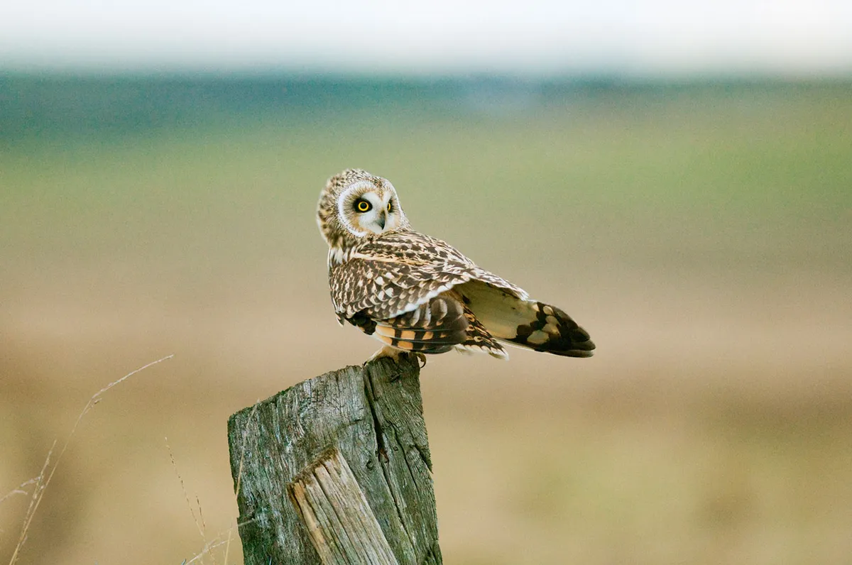 short-eared-owl-5fbd62b
