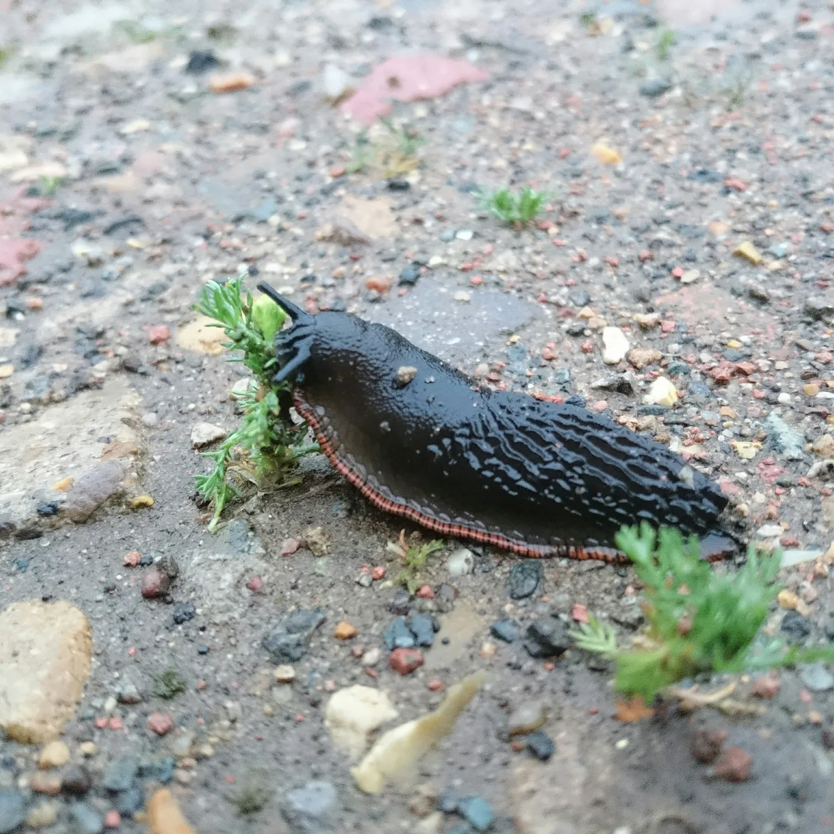 slug on ground