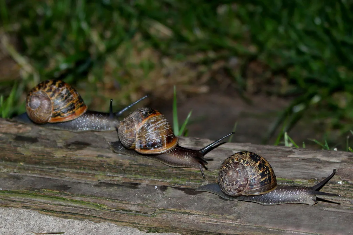 Three slugs on a log