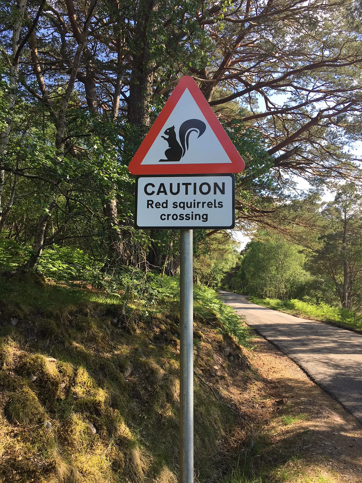 red squirrel road sign