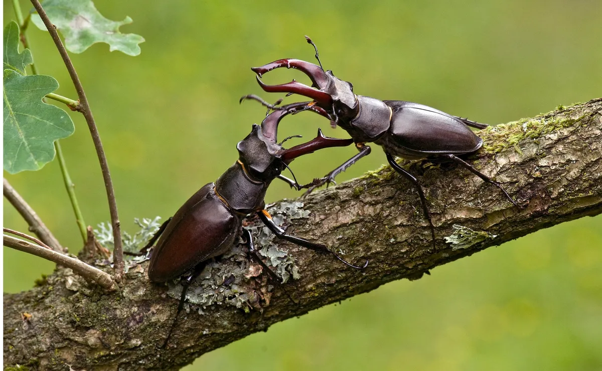 Two stag beetles locking horns on a tree branch