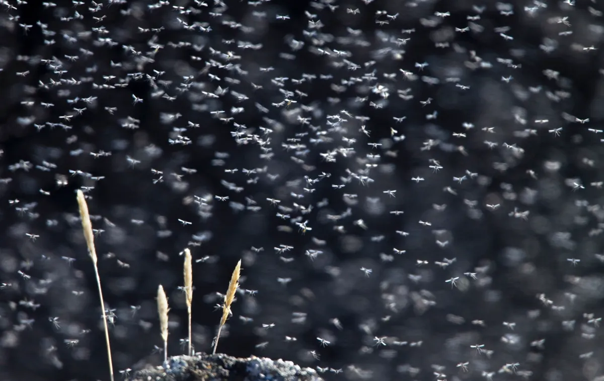 Swarm of chironomidae flies around grass stems. Lake Myvatn, Iceland. June