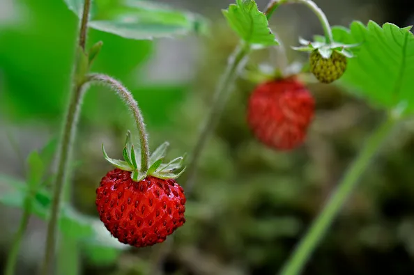 Woodland strawberries growing outside