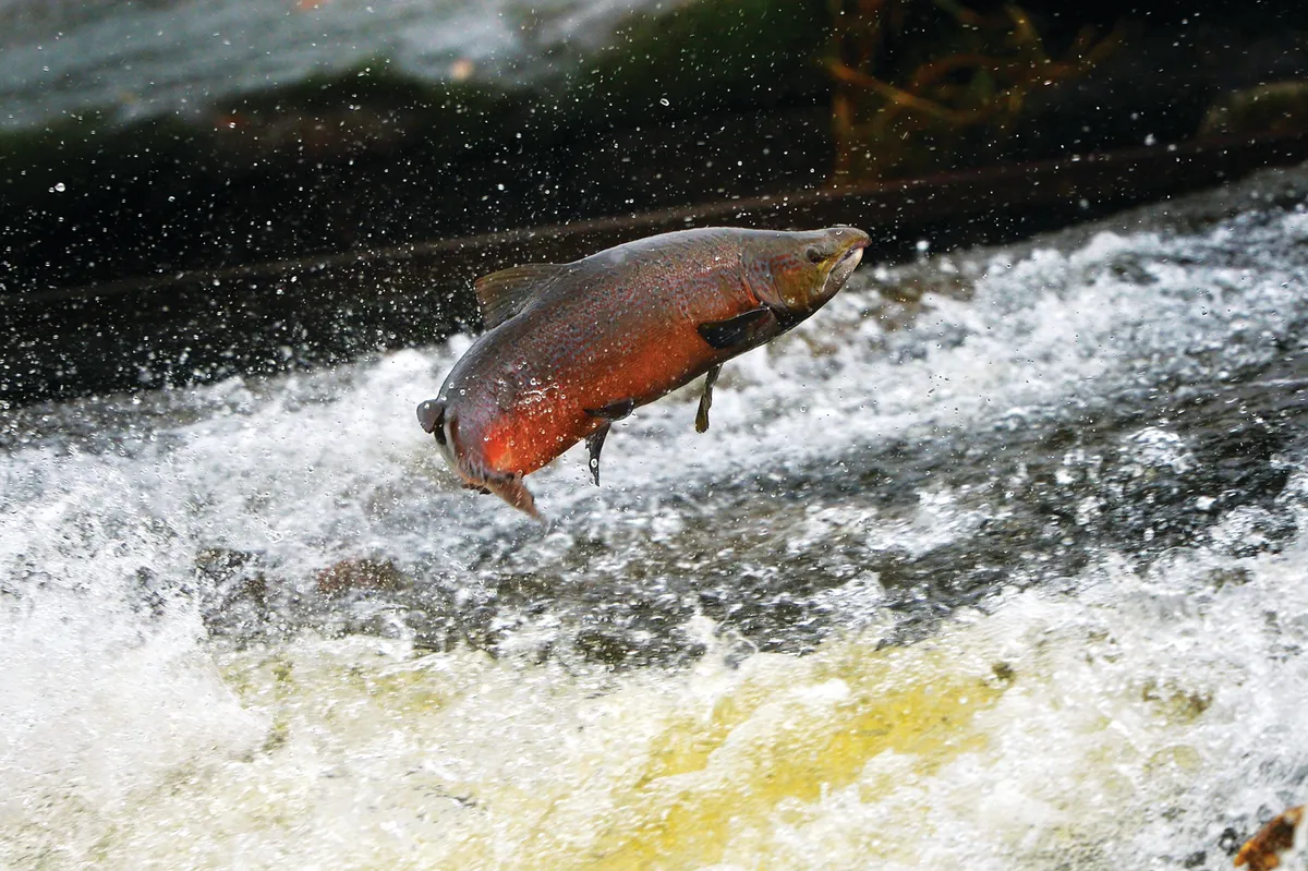 SELKIRK, UNITED KINGDOM - OCTOBER 31: Salmon attempt to leap up the fish ladder in the river Etterick on October 31, 2012 in Selkirk, Scotland. The salmon are returning upstream from the sea where they have spent between two and four winters feeding with many covering huge distances to return to the fresh waters to spawn. (Photo by Jeff J Mitchell/Getty Images)