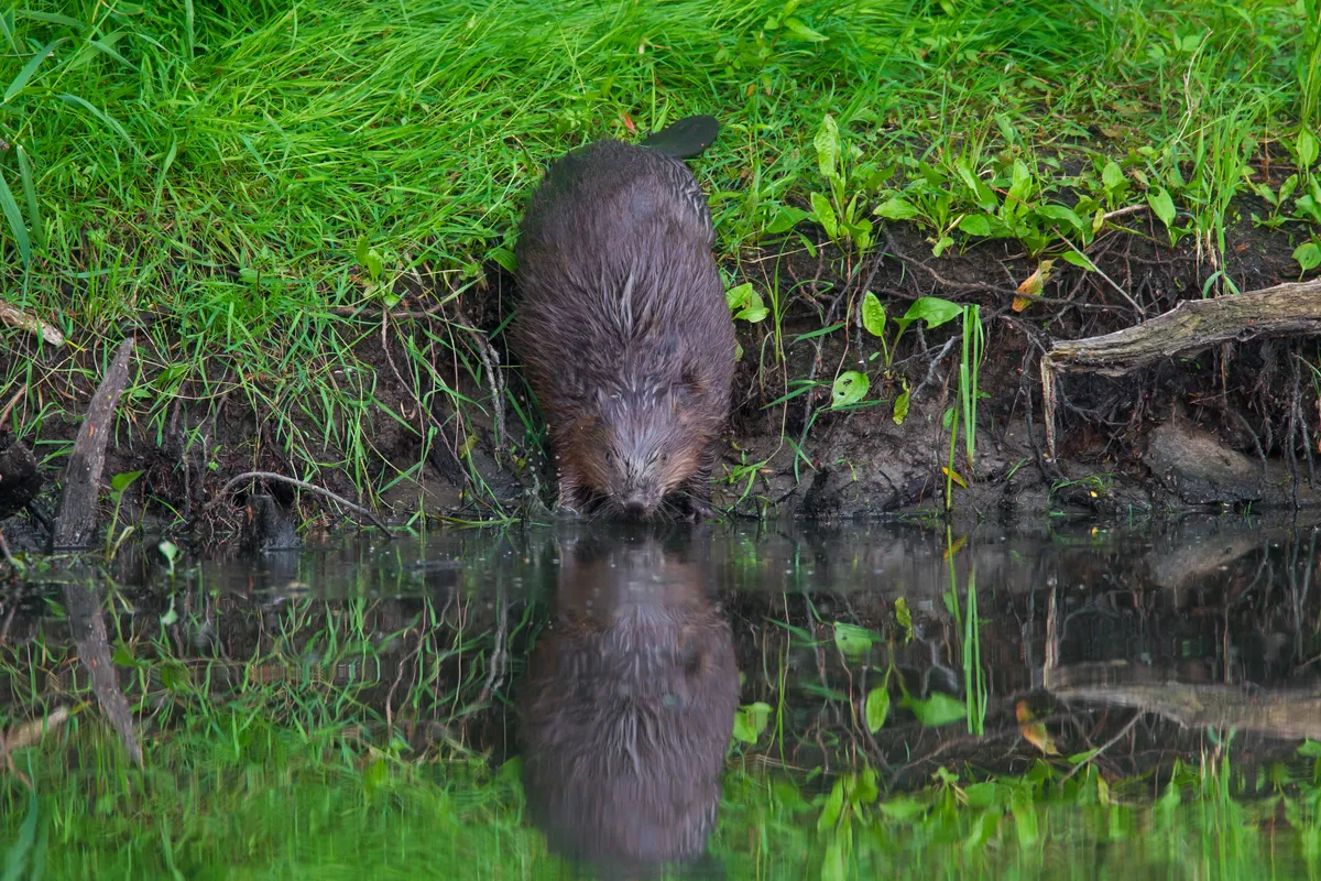Beaver entering water