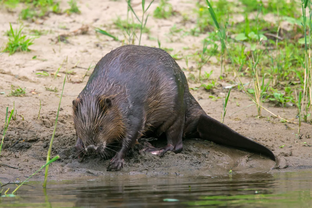 Beaver on riverbank