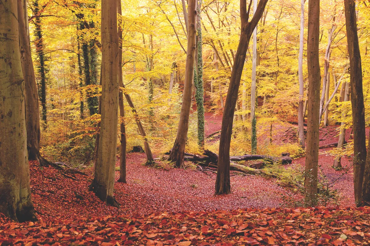 Burnham Beeches in autumn with red leaves on the floor