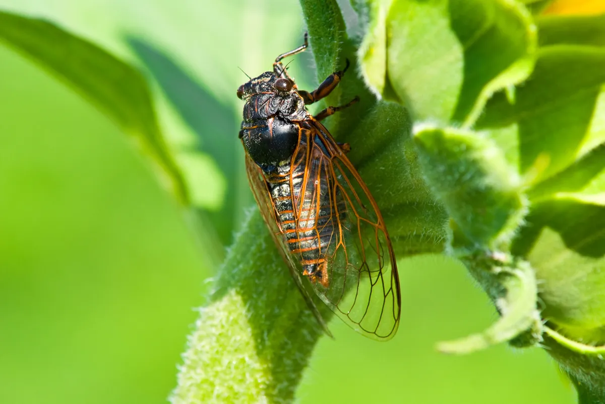 cicada on plant