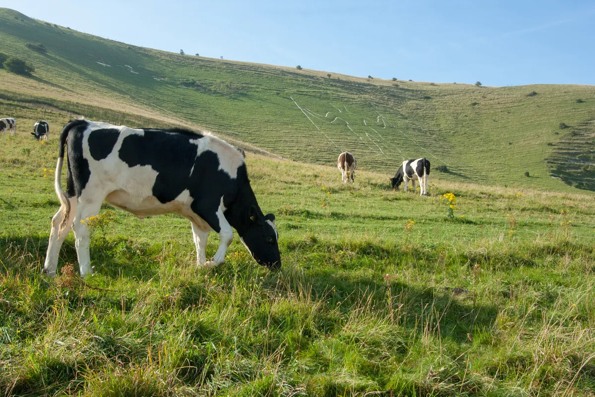 Cows-in-field-East-Sussex