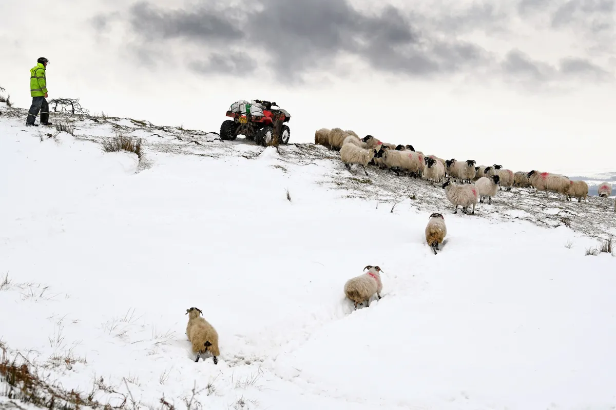 Farmer and sheep in snow