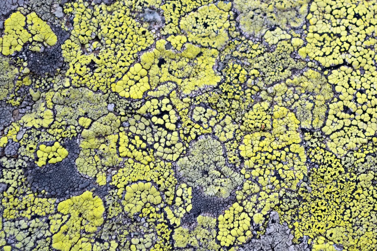 Yellow lichen means no air pollution