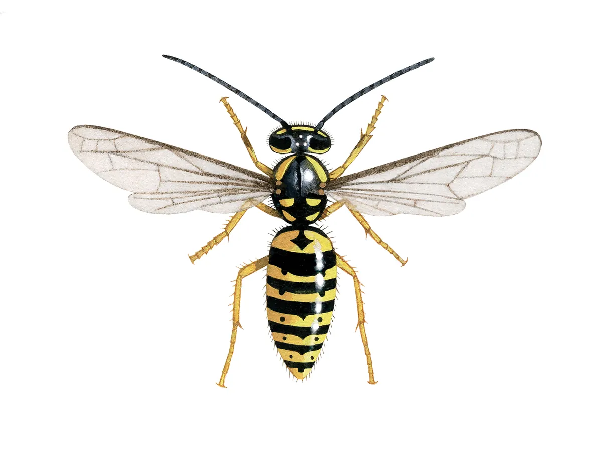 Common German wasp
