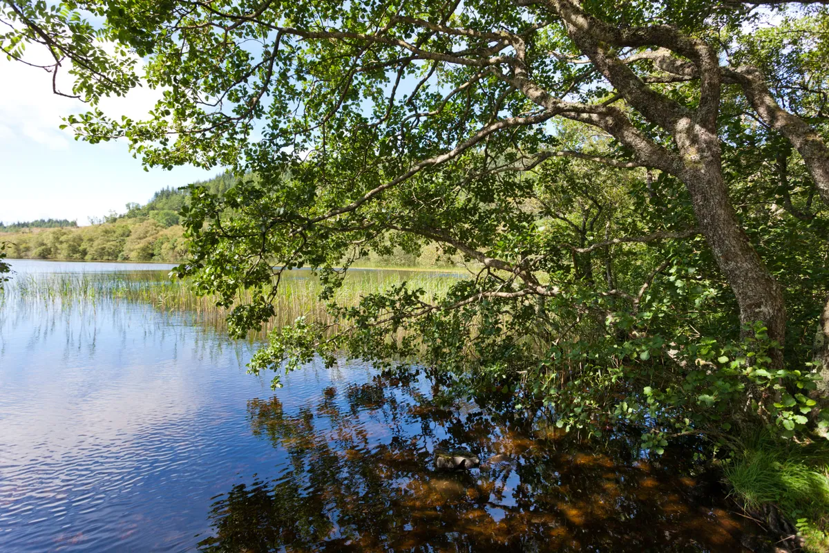 Loch and trees
