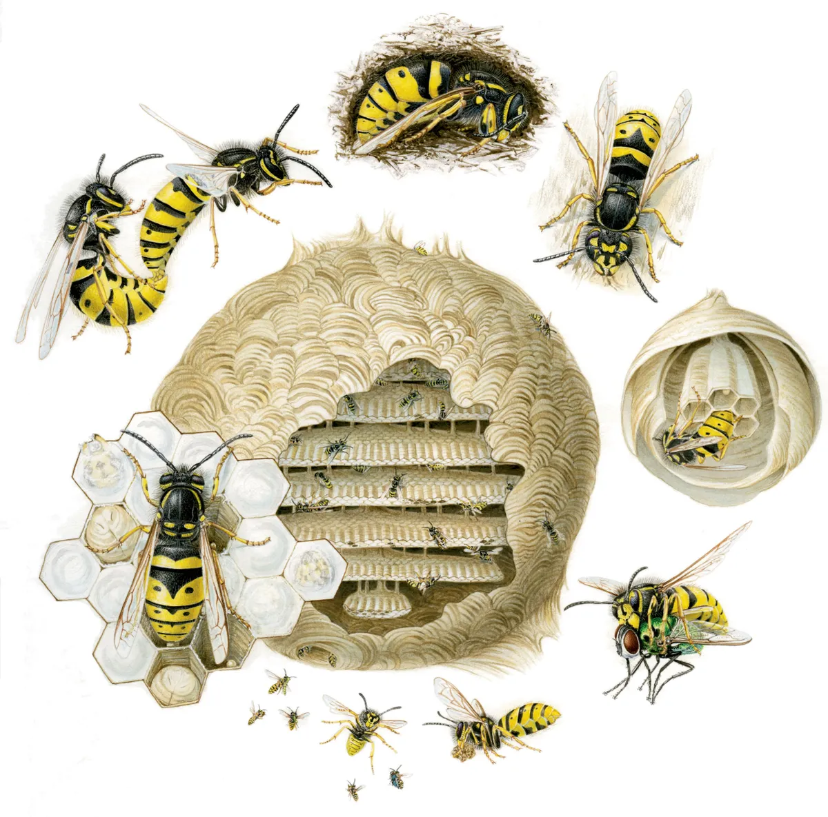 Lifecycle of wasps /nature.plc