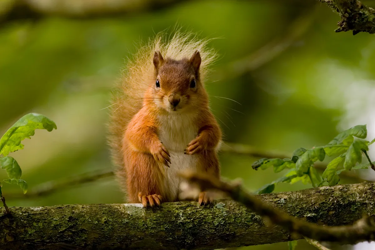 Red squirrel sitting in a tree