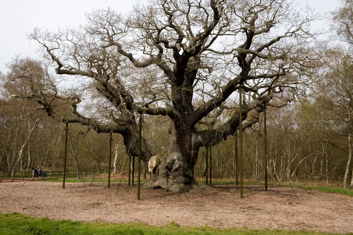 Sherwood Oak estimated at over 1000 years old. It is also featured in the Robin Hood legend as somewhere he took refuge and is located near Edwinstowe in Nottinghamshire. (Getty)