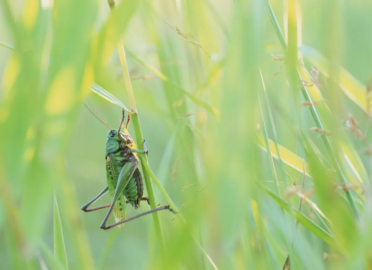 wart-biter cricket on grass