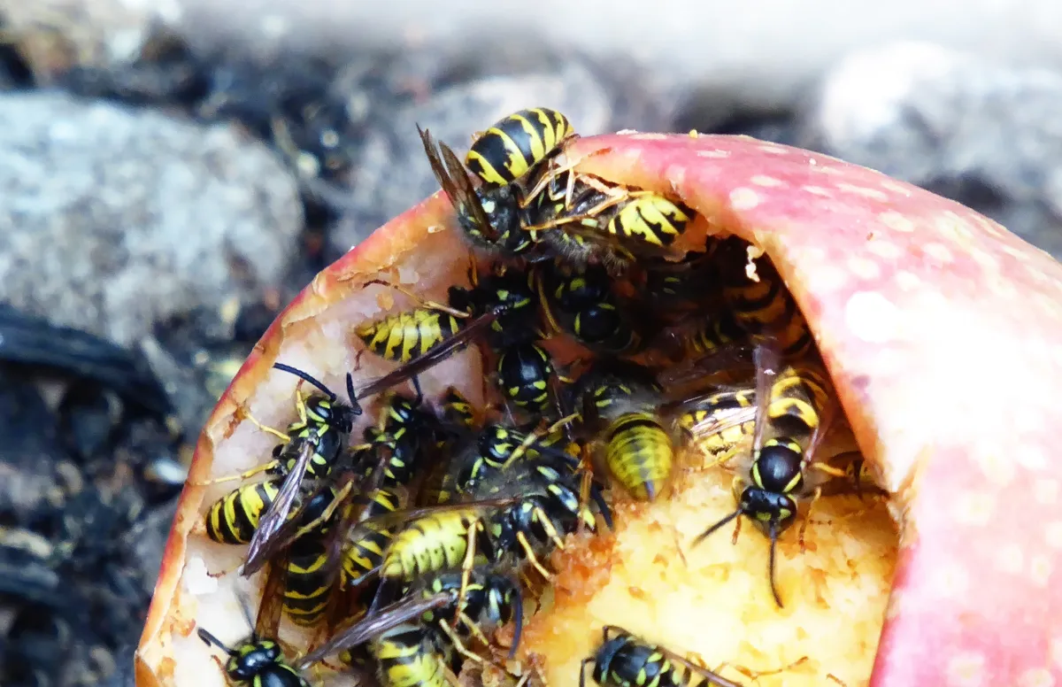 Wasps oon apple