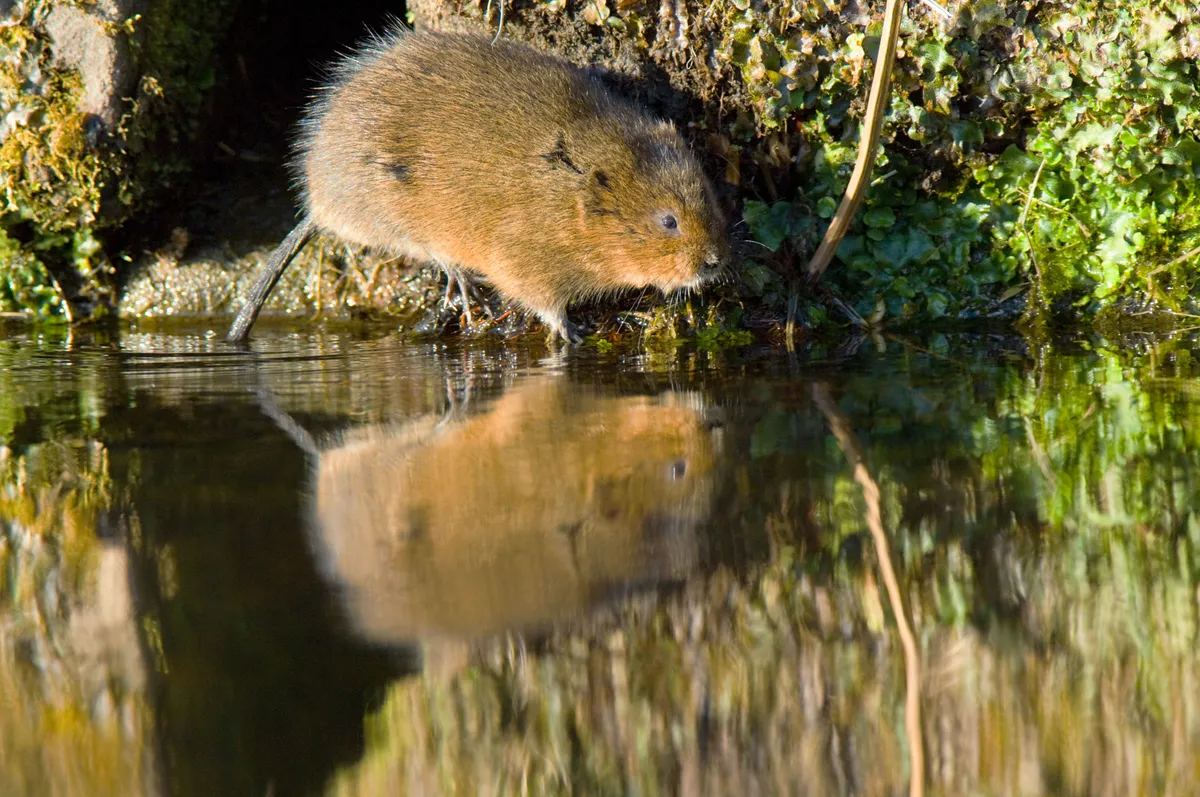 Rodent beside river