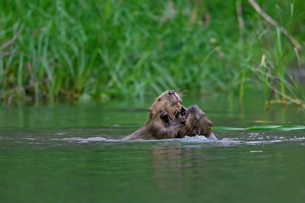 Beavers in river