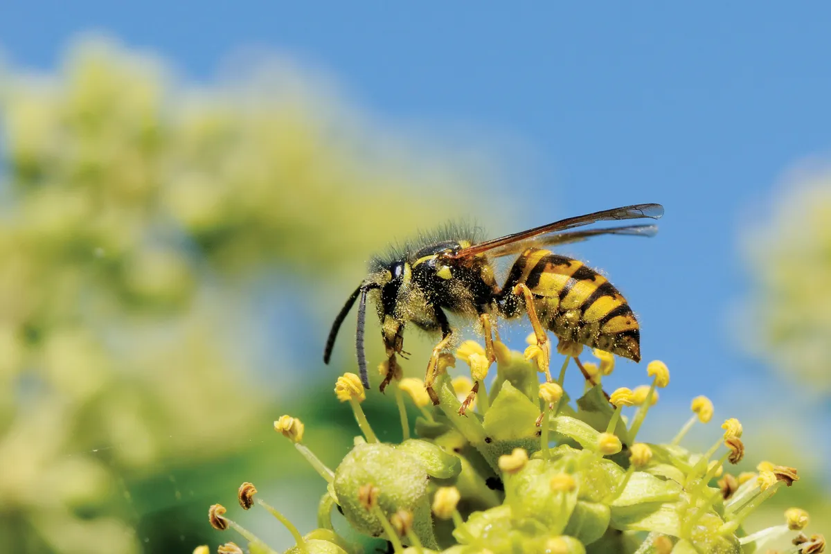 Dusted with pollen, a common wasp searches for nectar