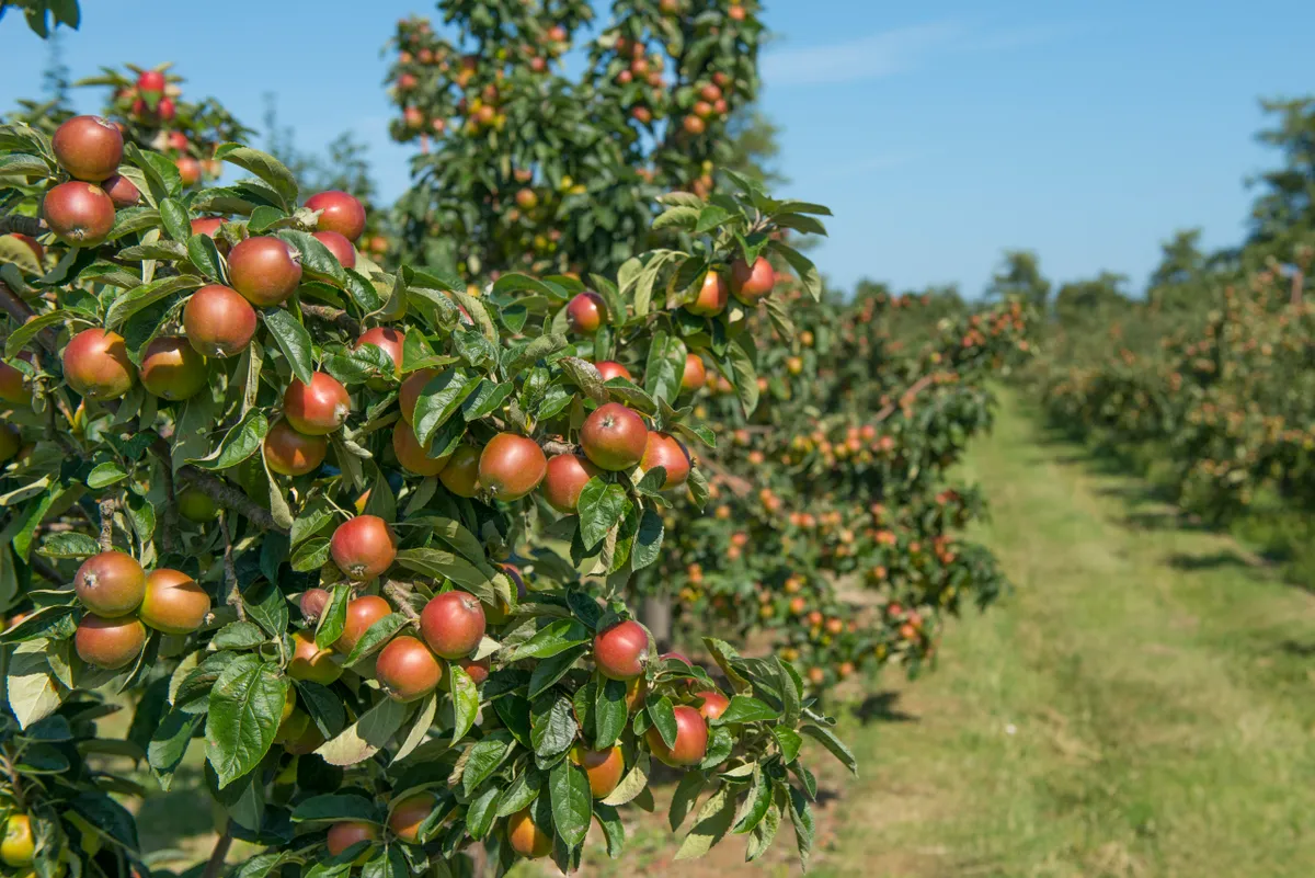 Apple orchard in Norfolk