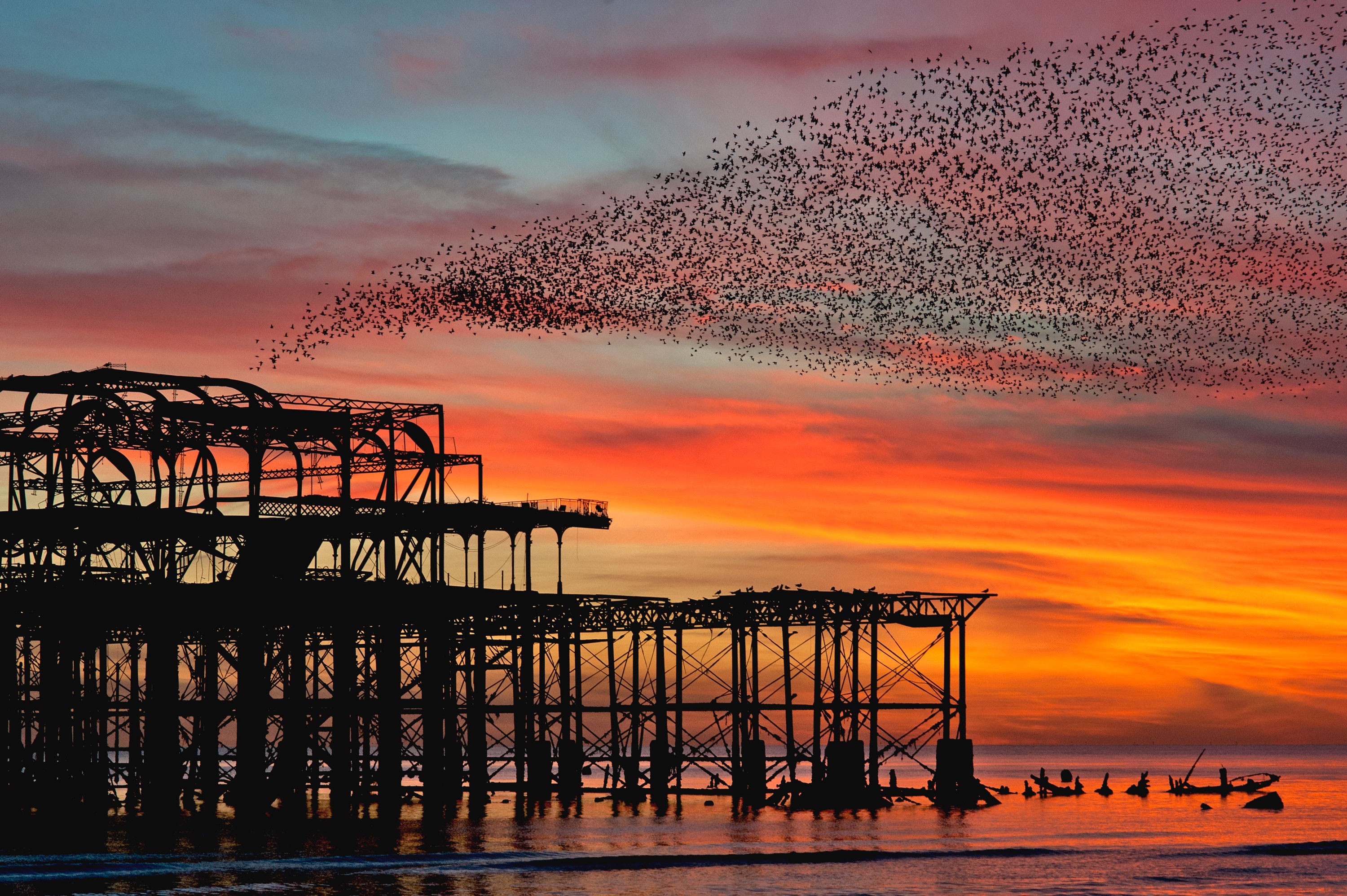 Starling murmuration guide: why and when they happen and best places to see one in the UK 