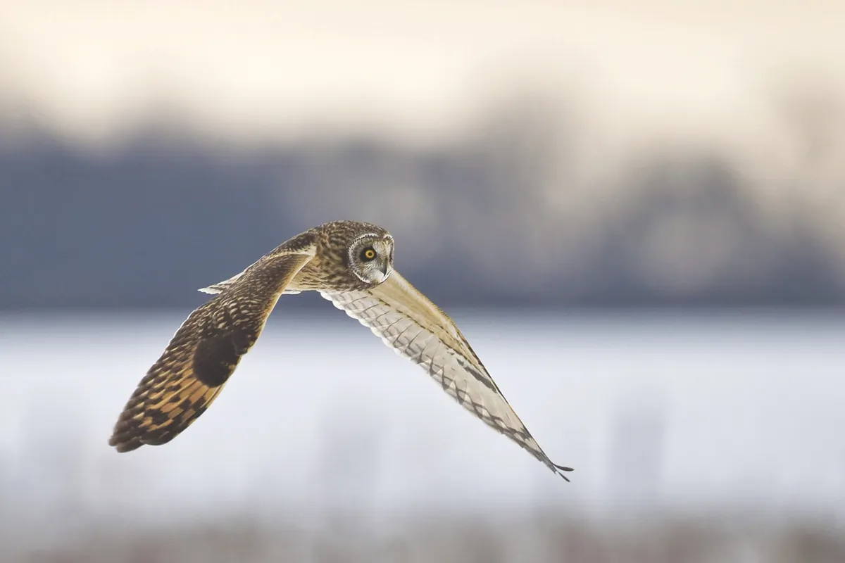 Owl flying in snow
