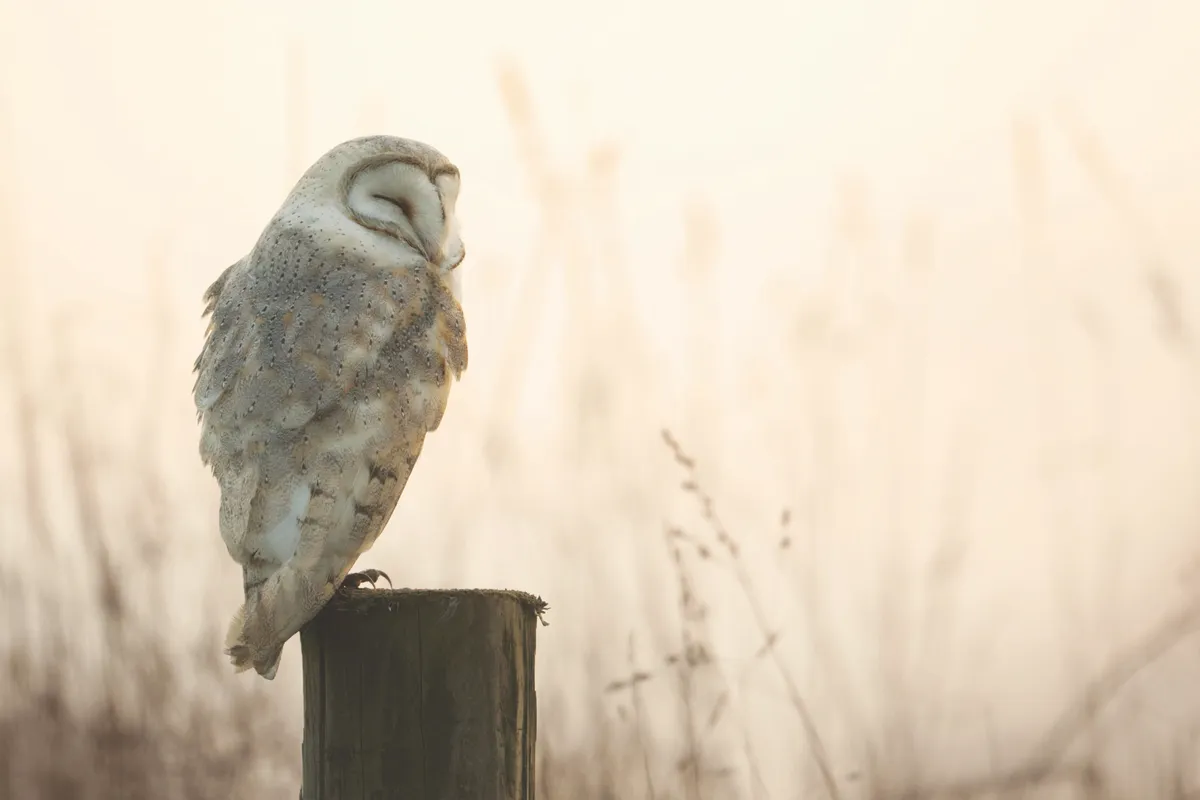Barn owl in winter