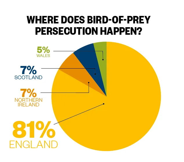 bird of prey statistics