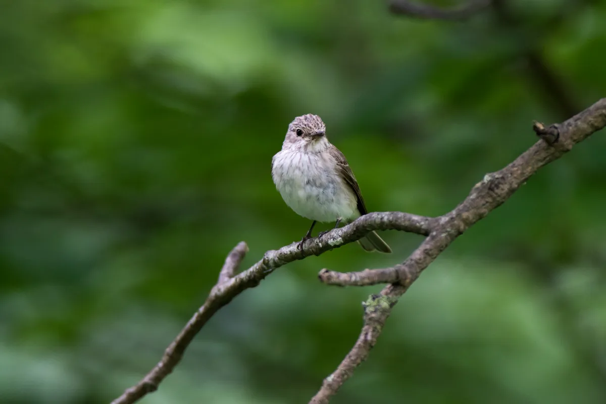 Spotted flycatcher in tree