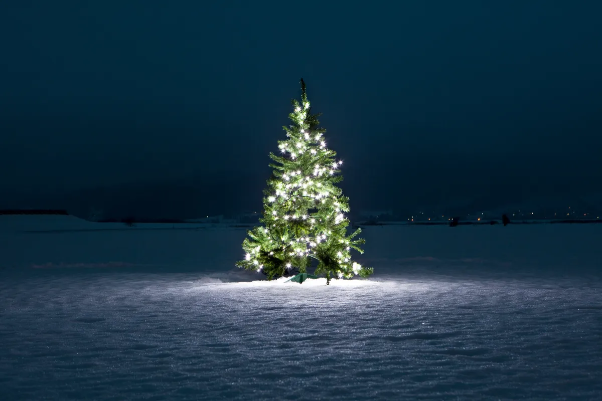 Christmas tree in snow