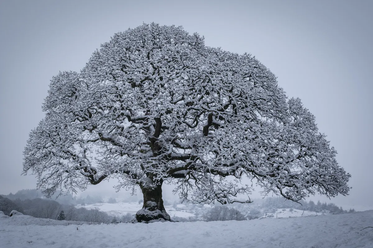 Kennel Wood oak near Bowness-on-Windemere, Cumbria ©Jake Graham