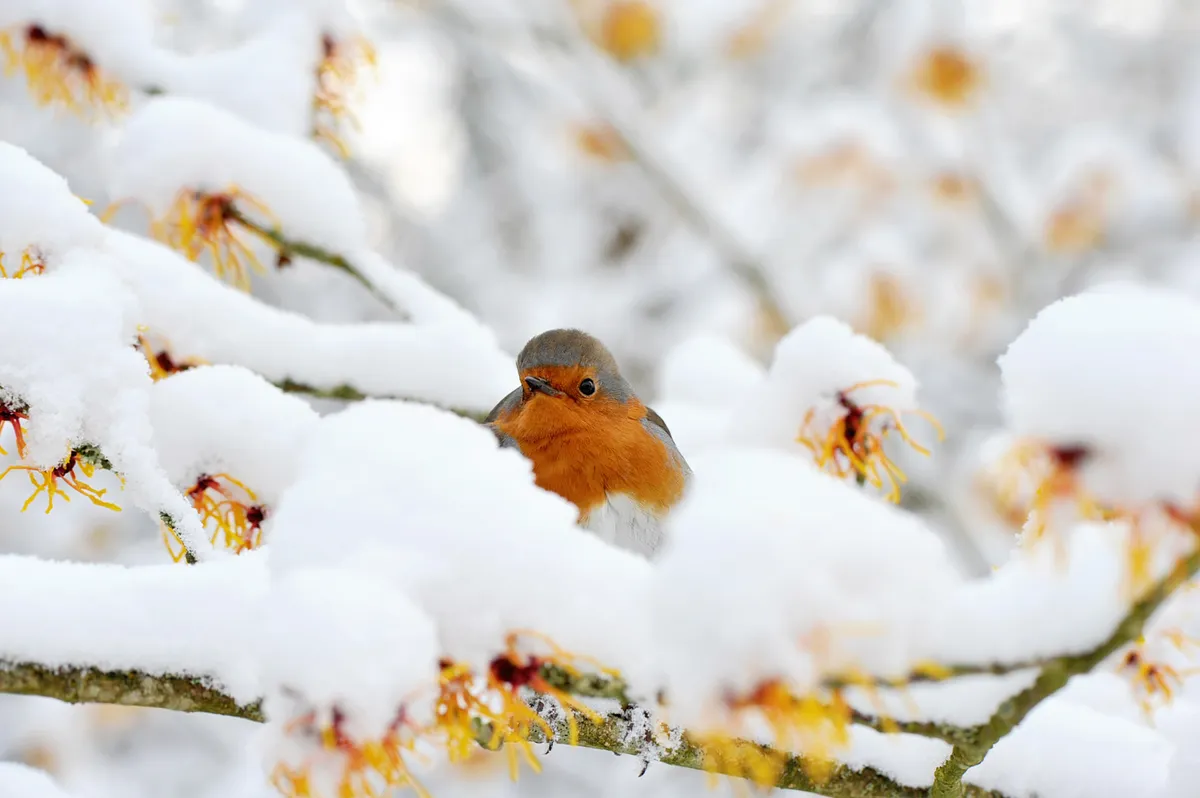 A robin sits on a snowy branch (Getty)