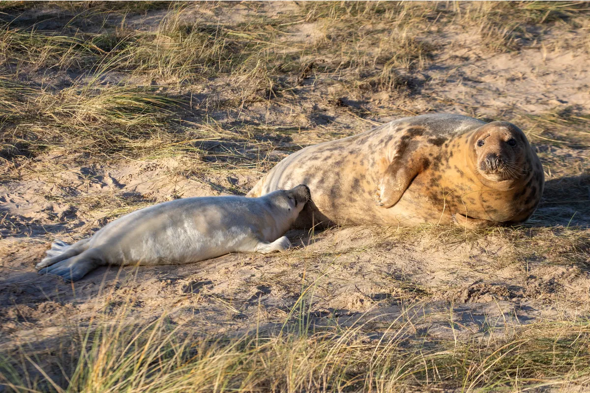 A mother feeding her young pup on Blakeney Point, photo credit National Trust - Ian Ward
