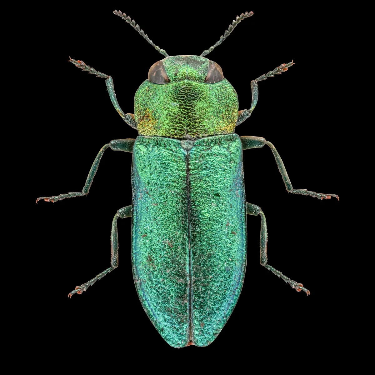 Jewel beetle - Anthaxia nitudula ©Martin Wilson