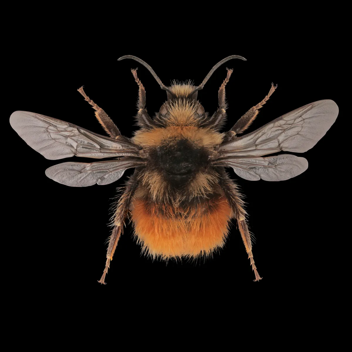 Bilberry bumblebee – Bombus monticola ©Martin Wilson