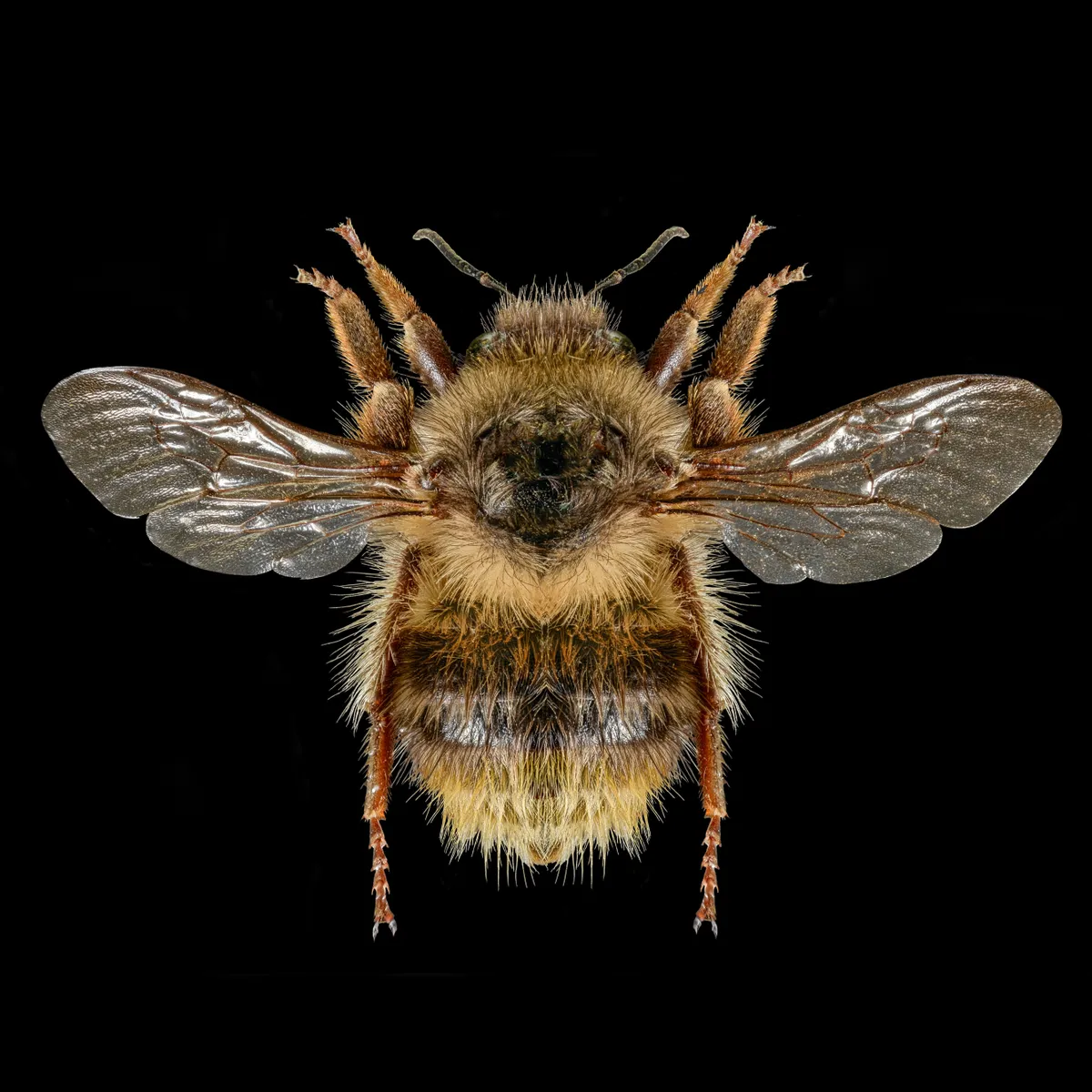 Shrill Carder Bee - Bombus sylvarum ©Martin Wilson