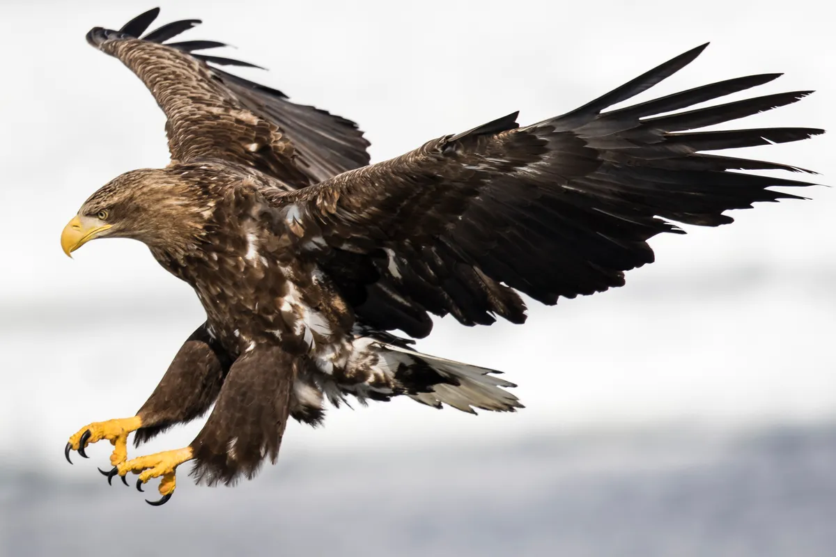 White-tailed eagle ©Getty