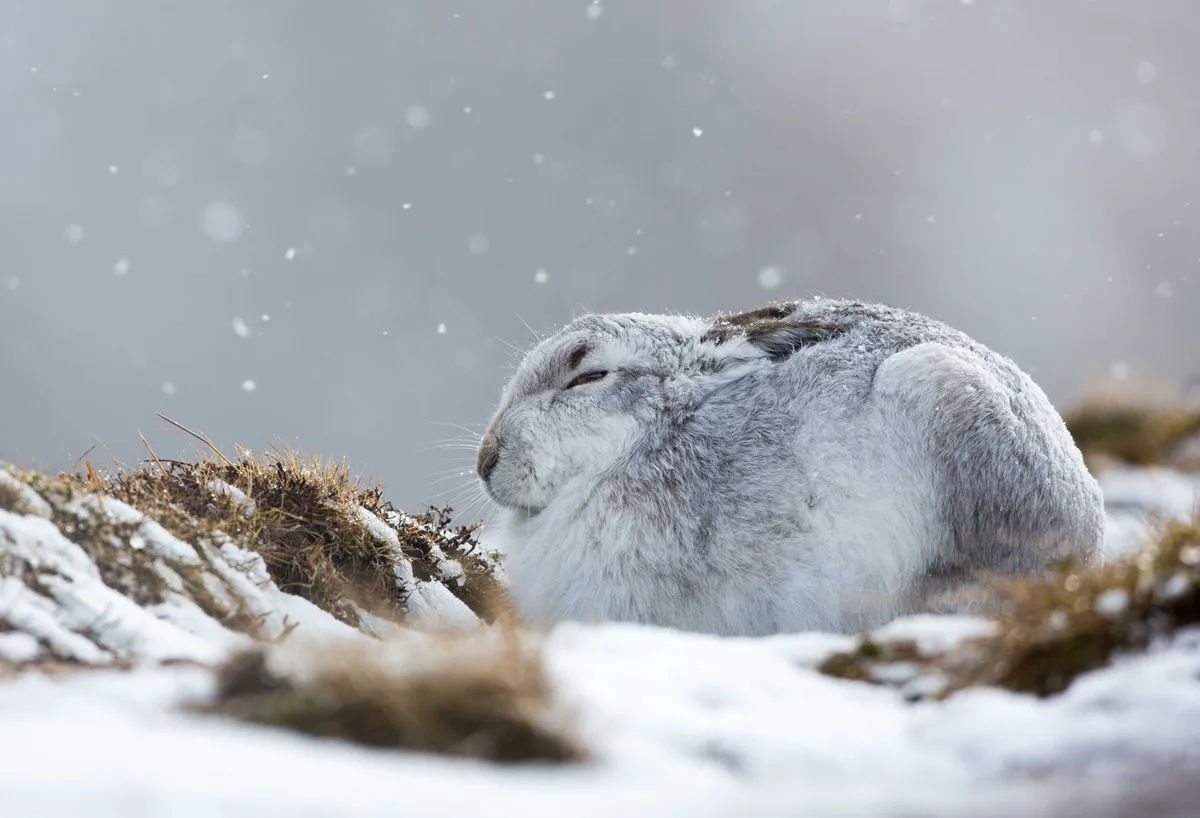 A mountain hare in the Cairngorms National Park