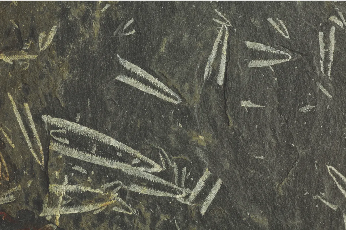Graptolites, tuning-fork fossils, Abereiddy Bay, Pembrokeshire, Wales