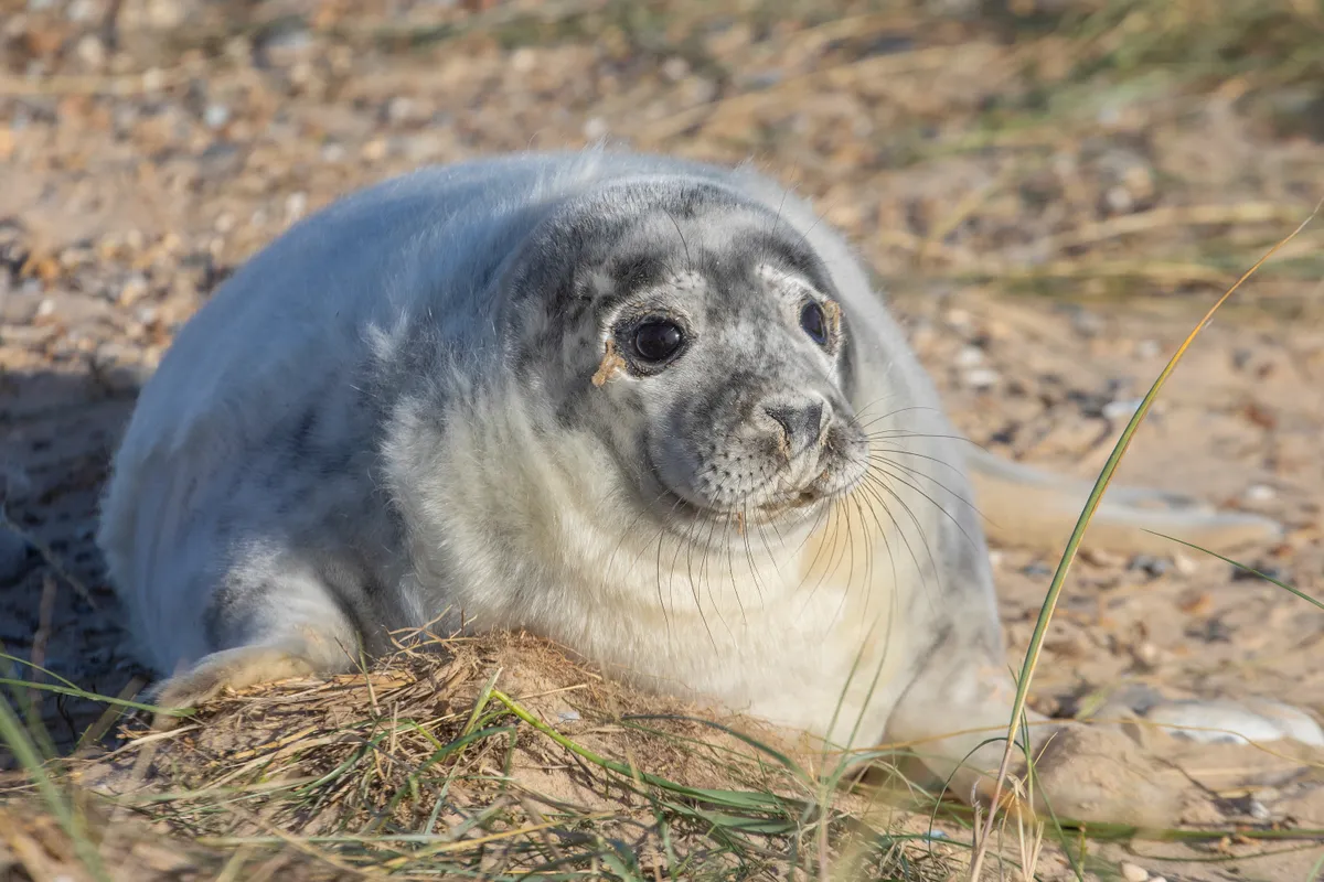 Grey seal pup on Blakeney Poin