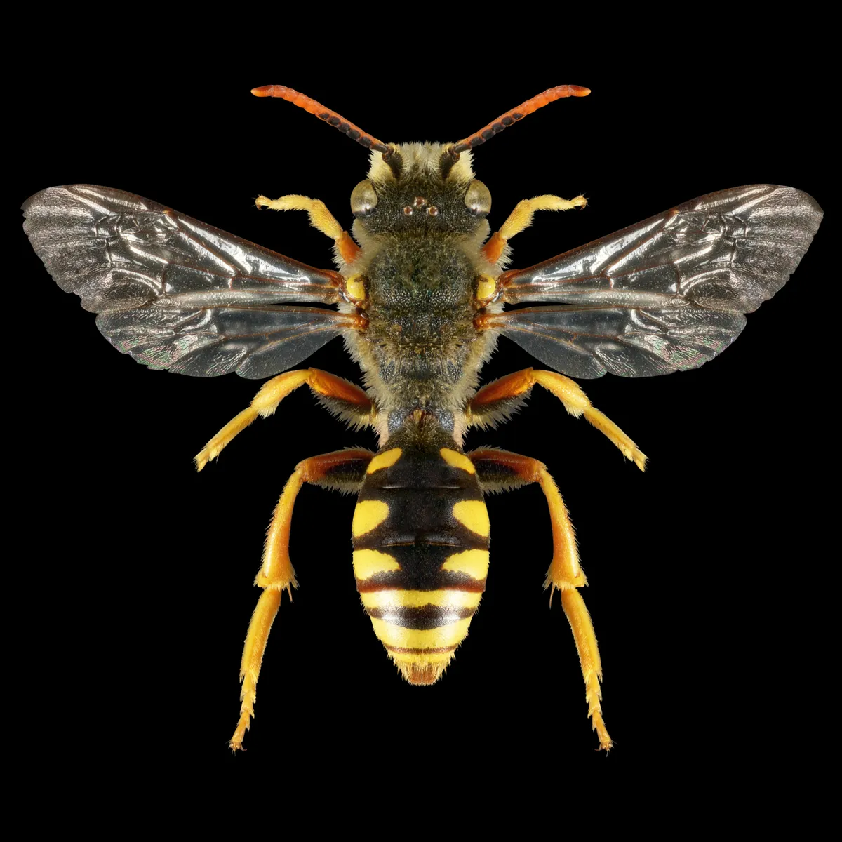 Cuckoo bee – Nomada sexfasciata