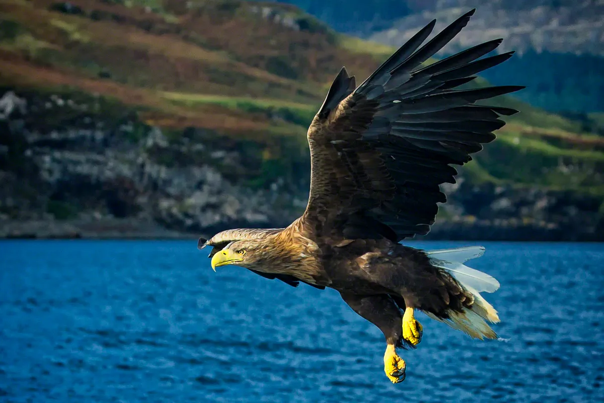 White-Tailed Sea Eagle hunting over Raasay Sound, Skye/Credi