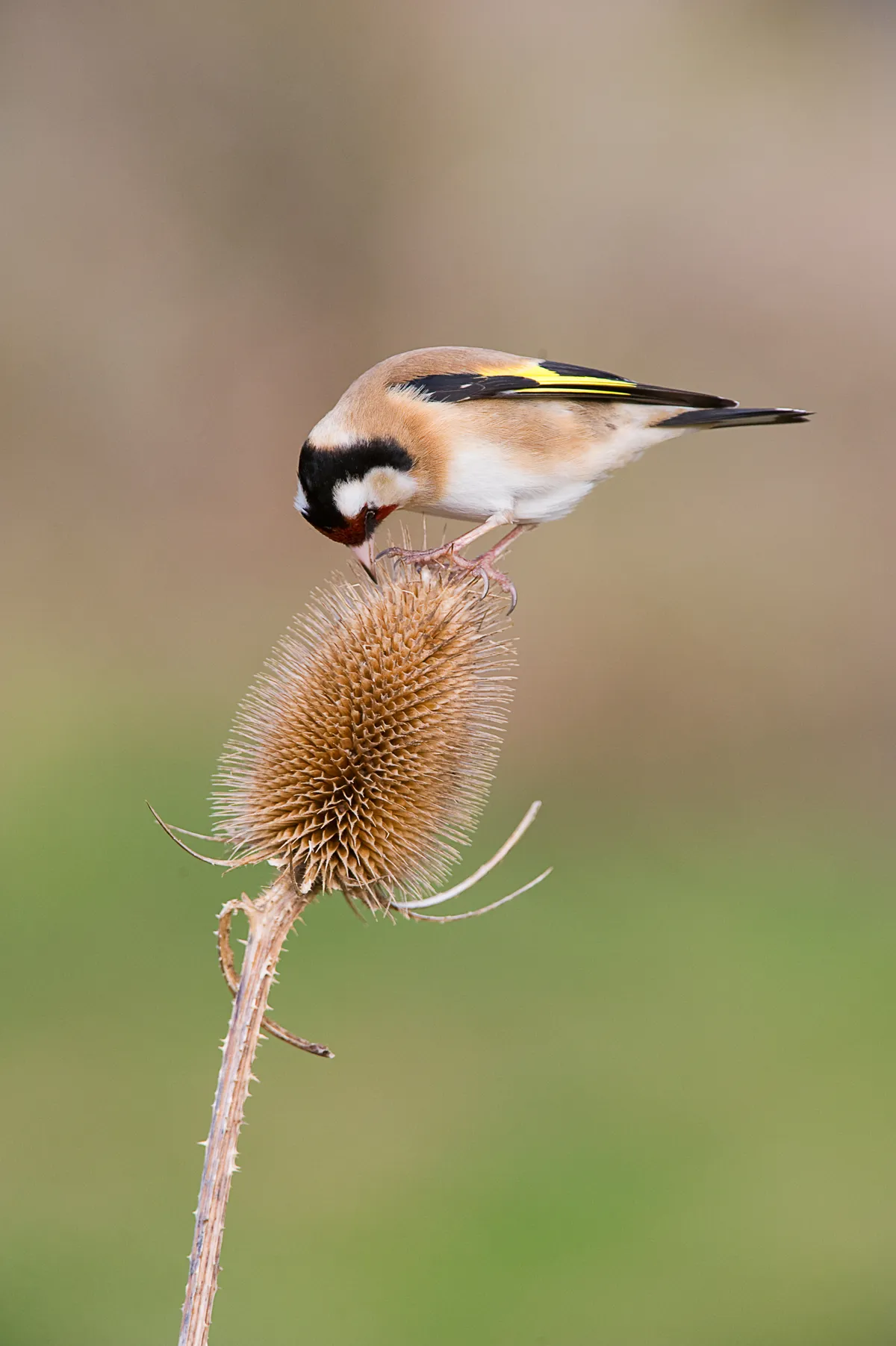 Gold finch on teasel