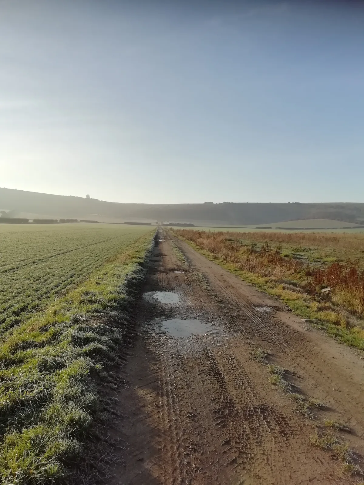Lane through a field