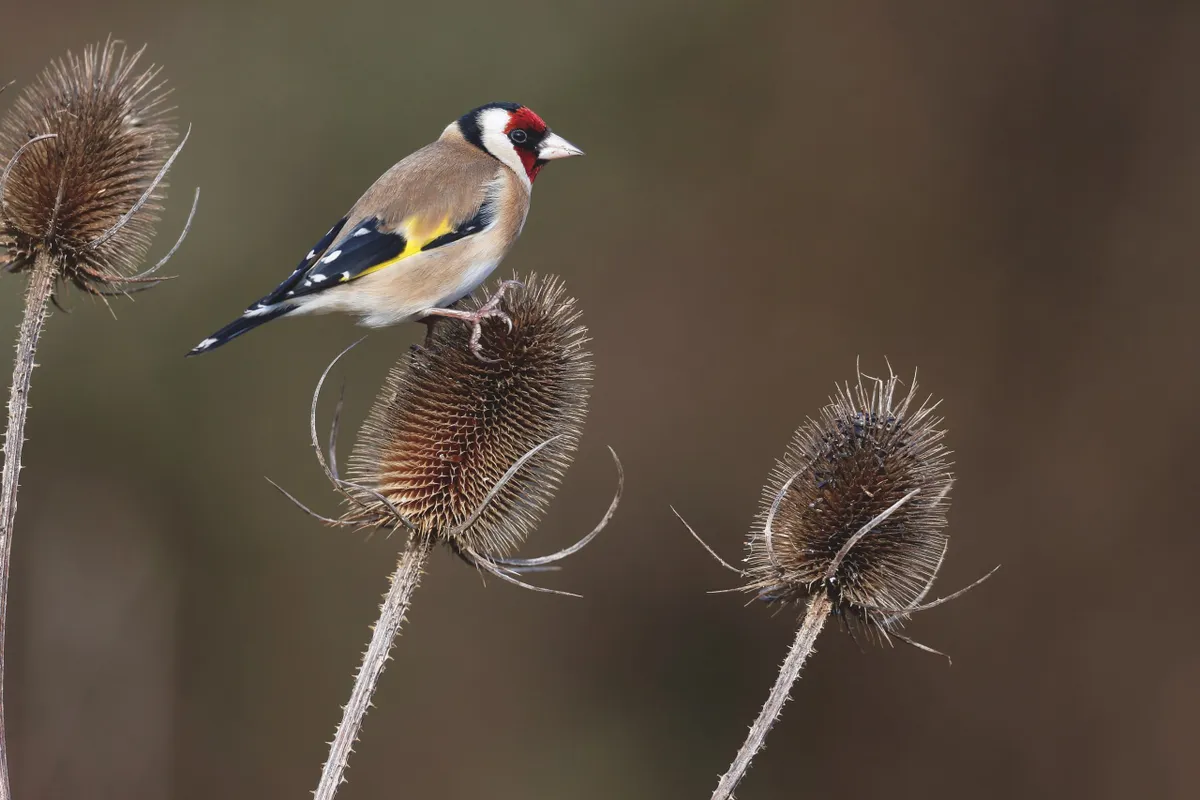 Goldfinch, Carduelis carduelis, on a winter teasel in Warwickshire